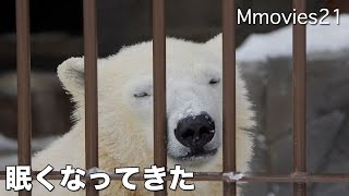 Polar Bear 