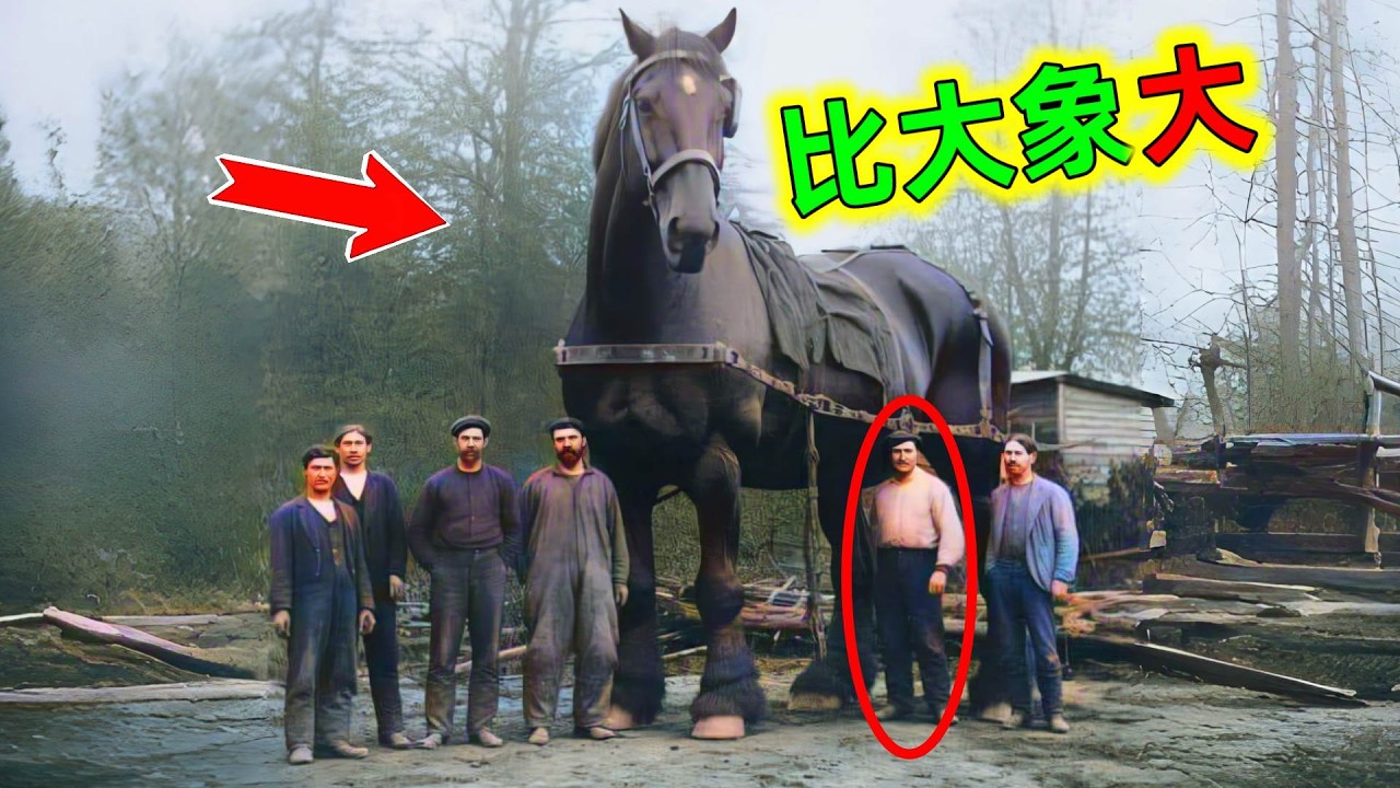 世界最大的10種超級巨馬！簡直刷新認知，原來馬可以這麼「大」#巨馬 #最大的馬 #超級巨馬 #體形超大的馬 #馬