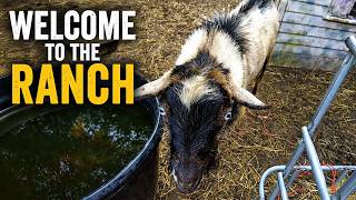 Life on Our Florida Homestead | DiamondTrail Ranch