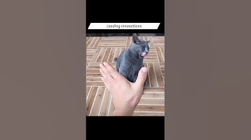 Funny Cat😻😽😺🐈😸