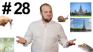 Научные байки дядюшки Серафима №28: ходим по стенам