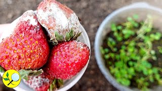 Rotten Strawberries ➤ DO NOT Throw Them (Hundreds of Plants)