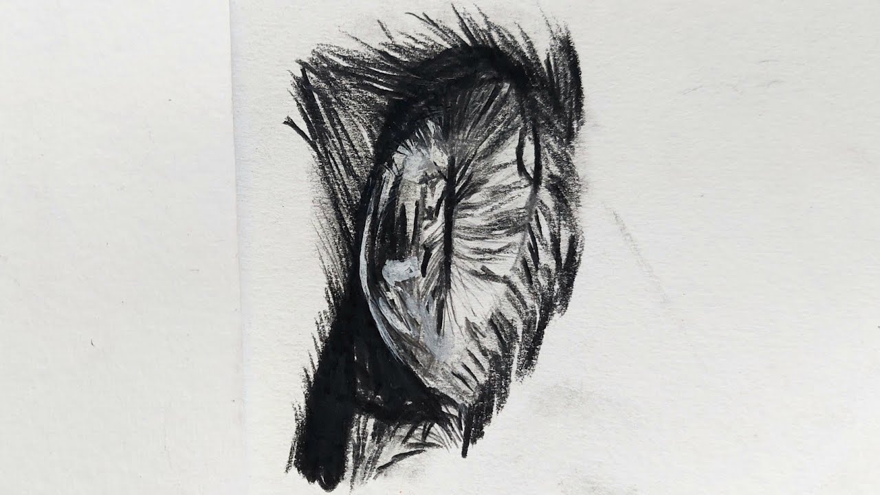 How to Draw Cat Eye Side View YouTube