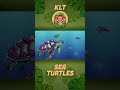 What Do Sea Turtles Eat?! | Sea Animal Songs For Kids | KLT Wild #shorts