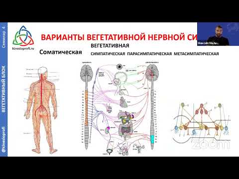 ВИСЦЕРАЛЬНАЯ ТЕРАПИЯ органов брюшной полости