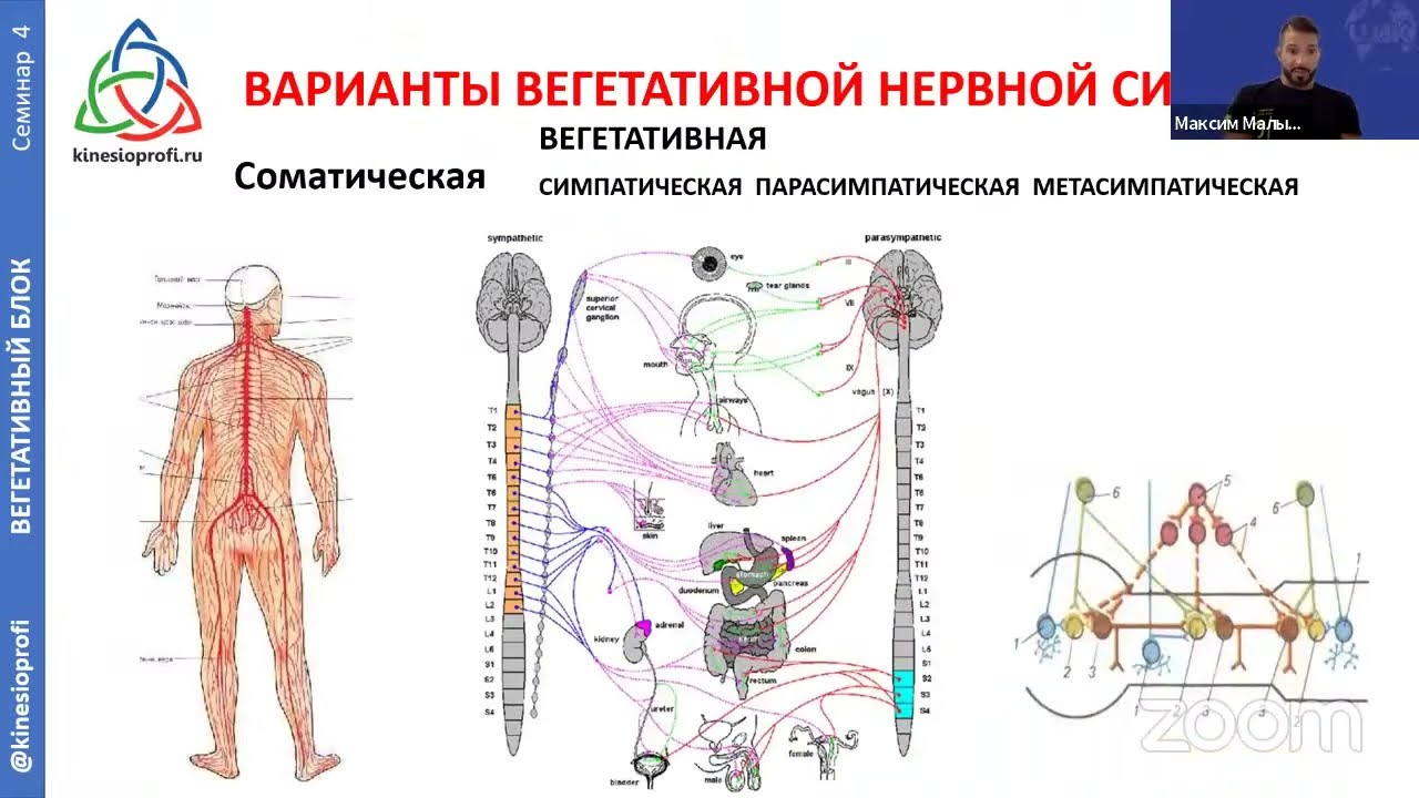 ВИСЦЕРАЛЬНАЯ ТЕРАПИЯ органов брюшной полости - YouTube