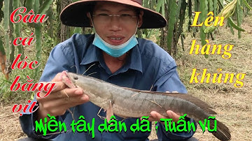 Câu cá lóc bằng vịt: snakehead fishing by duck | 2 bầy lòng ròng dính cá lóc khủng