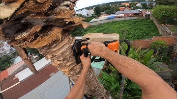 cưa cây dừa tốc độ và những kỹ năng cần thiết. quá nhanh quá nguy hiểm lh 0397336494 🇻🇳.0911003106