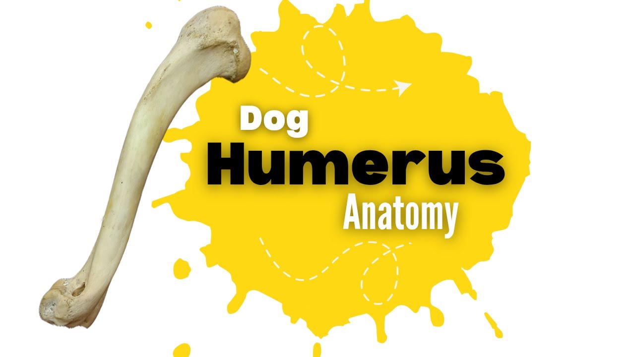 Dog Humerus Bone Anatomy Explained with Real Model | Veterinary Clinical Anatomy