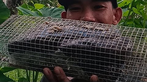 bẫy rắn dính con rắn khủng hoảng và điều bất ngờ 2 con 1 lòng/snake trap in Vietnam