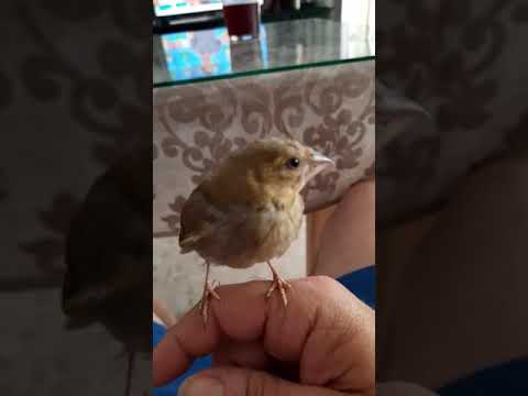 طائر الخضري Verderon 