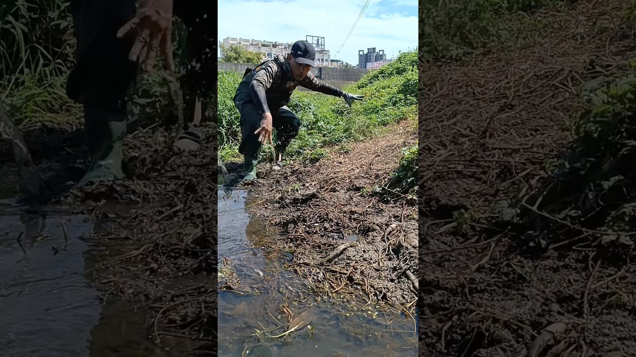 This fish is really buried in the mud😱😱😱