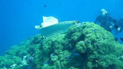 close encounter with leopard shark.AVI