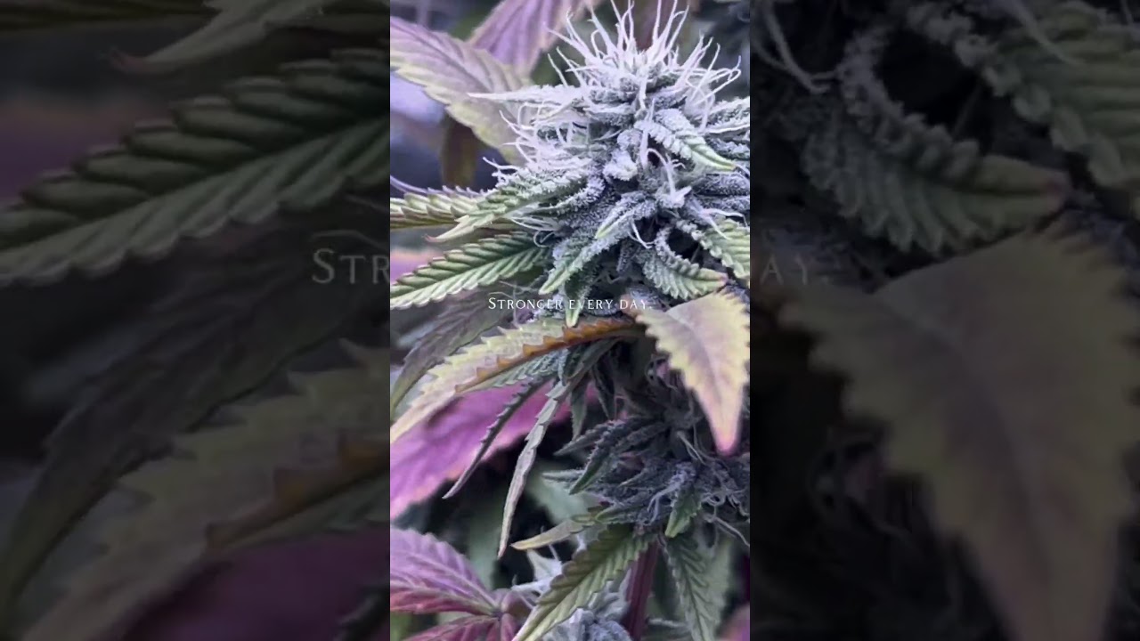 Mimosa Gushers Strain Flower Day 30 XXL LST Scrog  