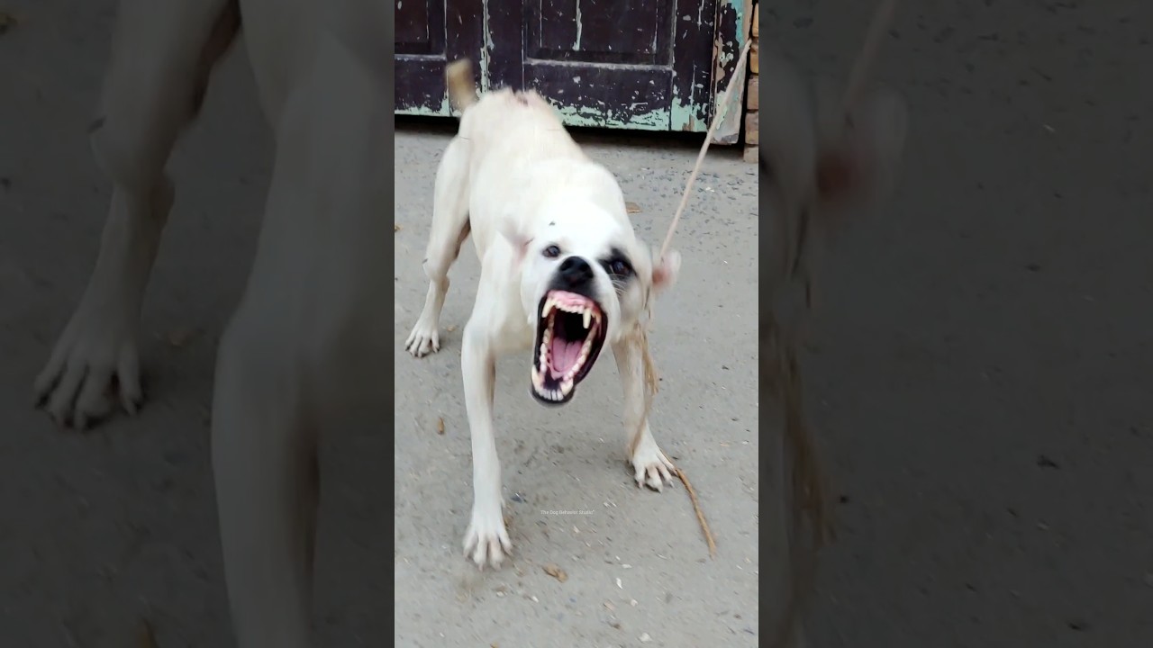 "Real Aggressive Dog Reaction! | Warning: Intense Growls!"