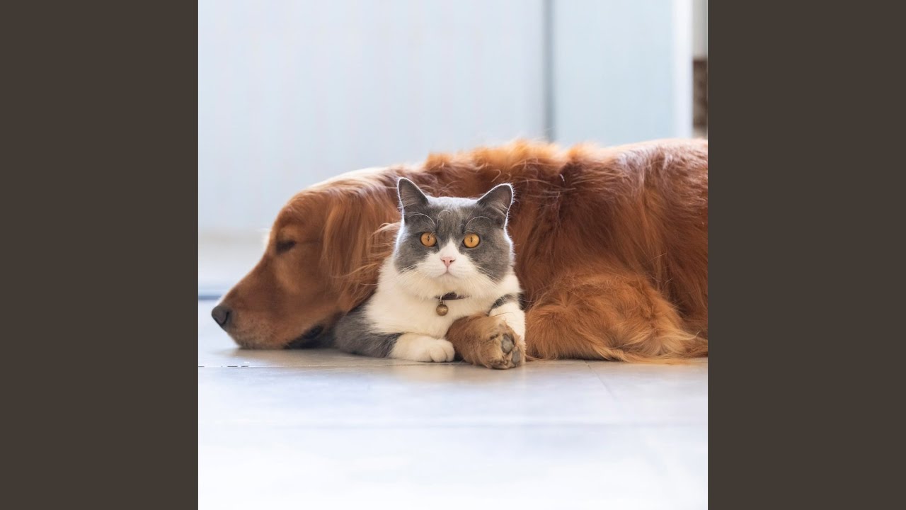 Gentle Echoes For Pets