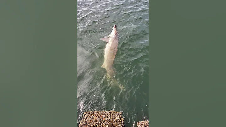 Michael Paulk fights a rare sturgeon in PSJ.