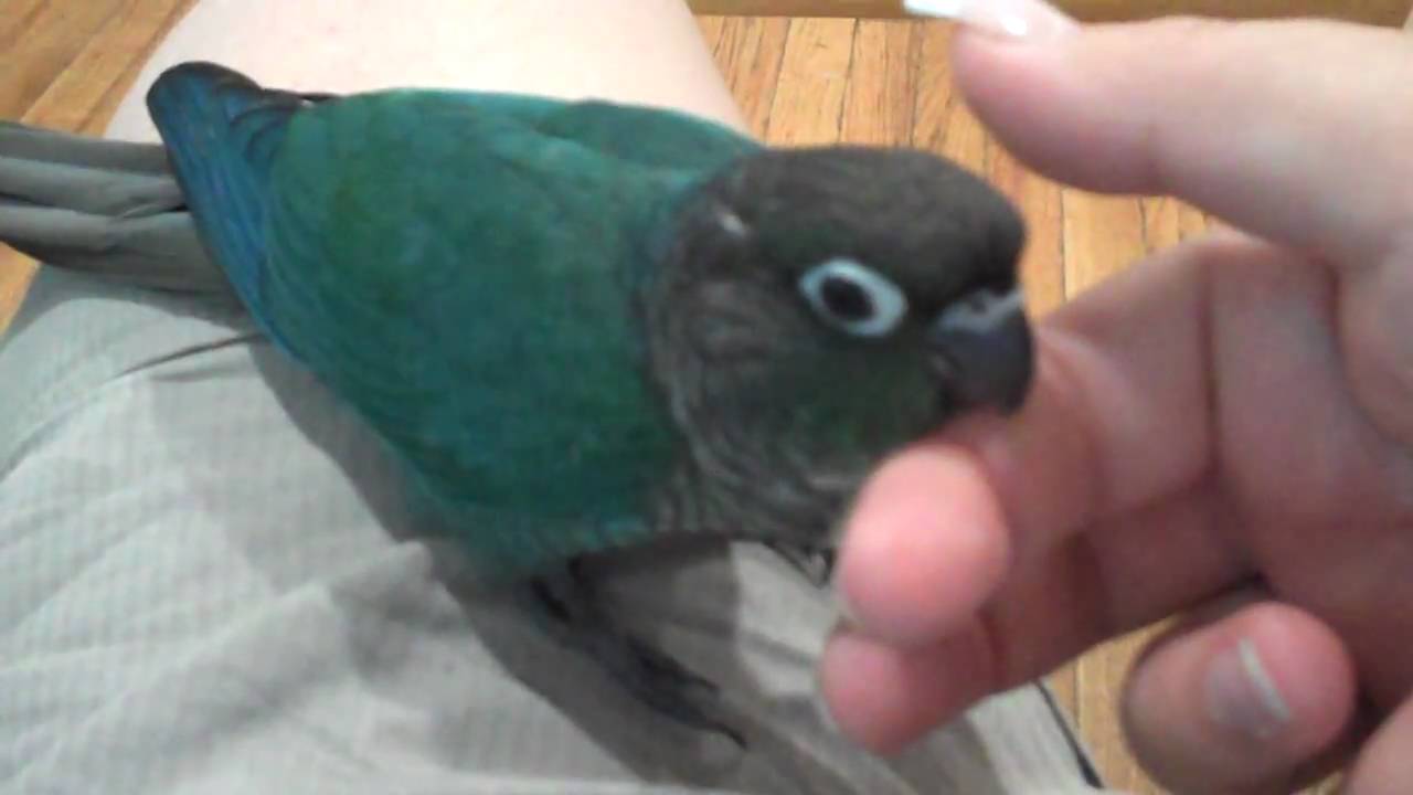 Baby Turquoise Green Cheek Conure - YouTube