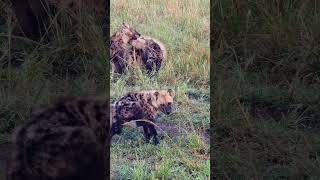 Playing Hyena Cubs #Wildlife | #ShortsAfrica