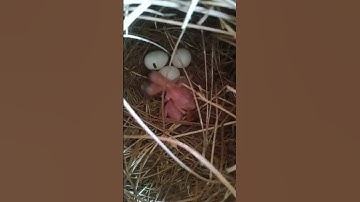 Latest Java Baby growth 2024 I silver Java l White java l Fawn Java l Gray Java