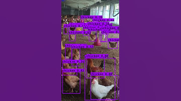 Broiler detection by using YOLO3
