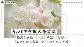 カルミアの花言葉と誕生花 花名の由来や開花時期は 怖い意味もある Hanasaku