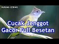 Suara Kicauan Burung Cucak Jenggot Full Besetan Cocok Buat Masteran