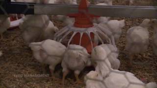 Aviagen: Managing Flock Uniformity