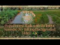 Cozy Forest Walk with Ambient Sounds | 6 Minutes of Calming Nature Vibes 🌲✨