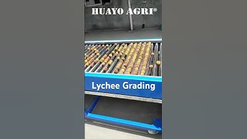 Automatic Lychee sorting machine with rollers