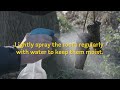 How to care for and store your trees before planting