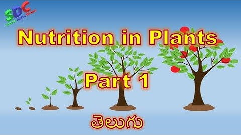 Nutrition in Plants Part 1 in Telugu (CBSE syllabus Class 7)