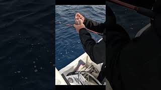 Μια ωραία συναγρίδα σε ζωντανό καλαμάρι #boatfishing #fishing #rhodes #ψάρεμα #trapfishing