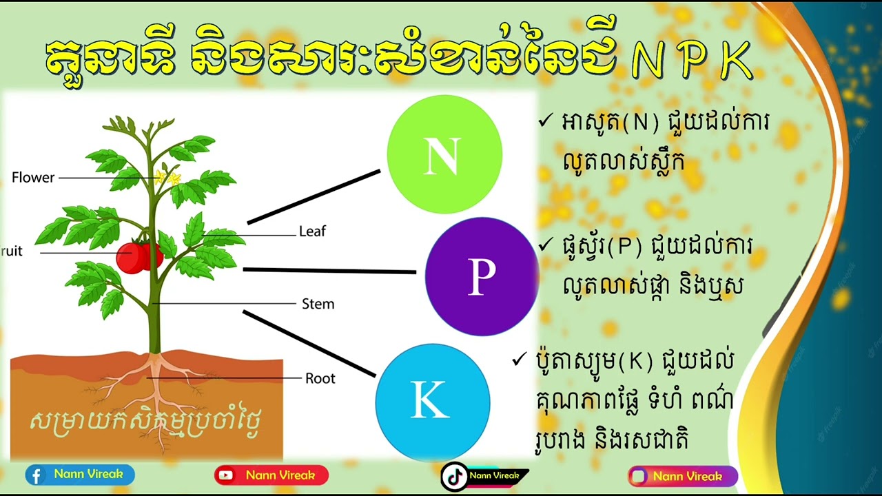តួនាទី និងសារៈសំខាន់របស់ជី NPK[ NPK usage & Advantages] ដោយលោក ណាន់ វីរៈ #NPK #fertilizer