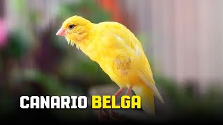 Esse Canário Belga cantando é tão incrível  #23  Treinamento Canário  canario cantando