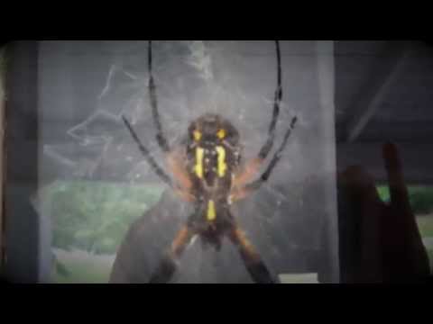 Charlotte's Web Deep In The Dark