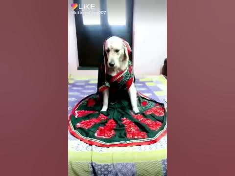 Dogs Saree - YouTube