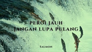Salmon   Pergi, kembali dan mati