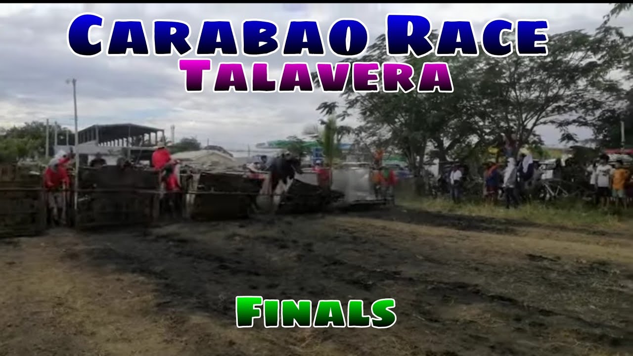 EP,517. Carabao Race Talavera Final - YouTube
