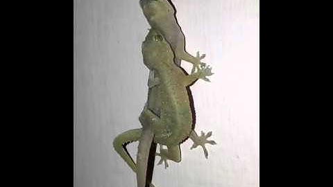 2 Lizards Mating, Very Rare
