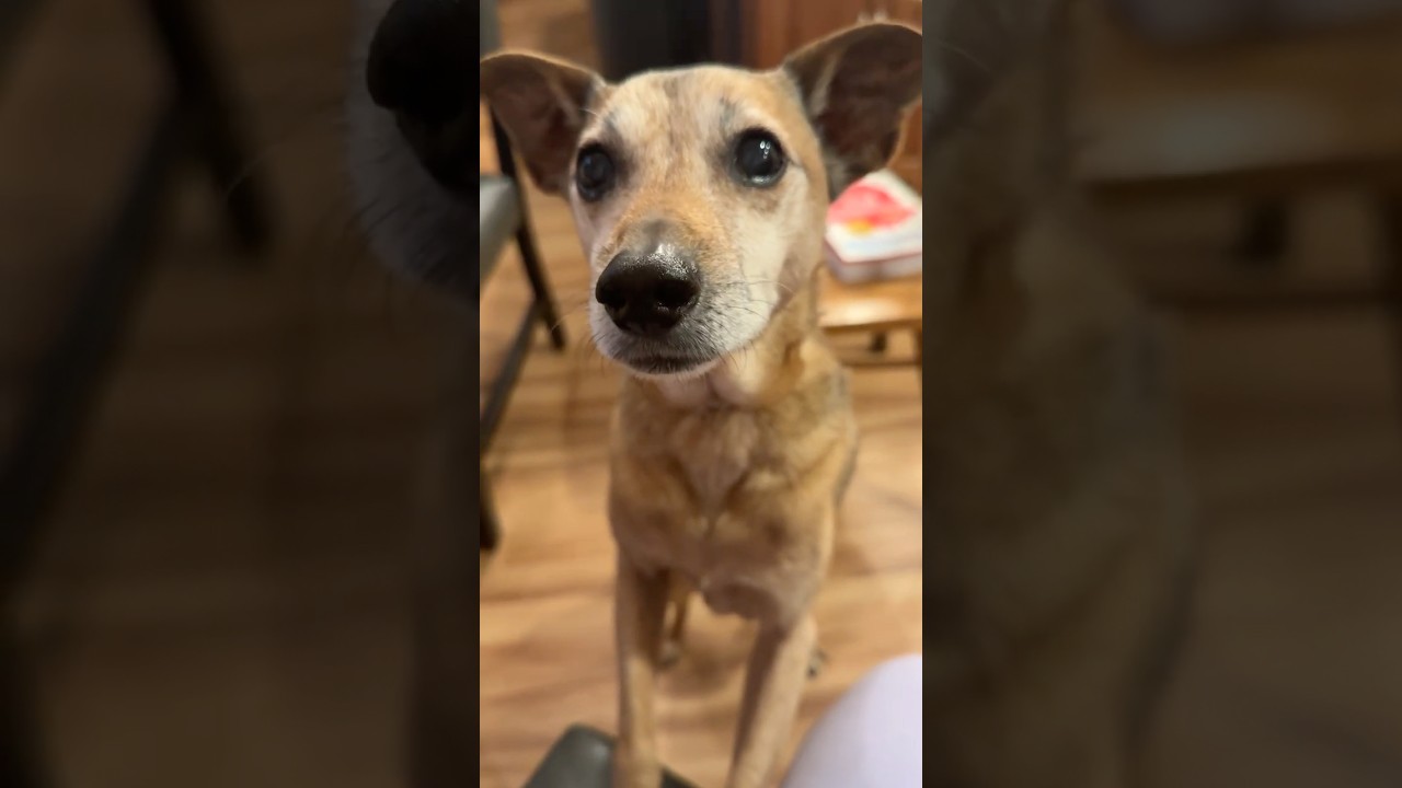 Every day is a Bones day! #dog #rescuedog