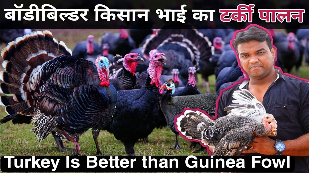 Turkey Bird Farming A to Z जानकारी । कितनी लागत, कितनी कमाई? टर्की पालन या गिनी फॉल पालन कैसे करें?