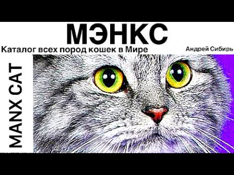 МЭНКС. ВСЕ ПОРОДЫ КОШЕК МИРА. MANX CAT.