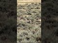 Coyote DRT | Hunting | #shortsvideo #short #shortsfeed