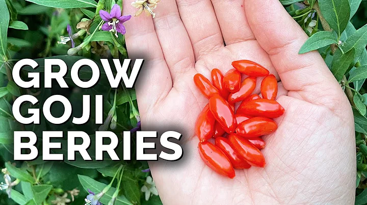 Grow Super Nutritious Goji Berries At Home - DayDayNews