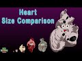 Human Body Size Comparison Heart Size Comparison