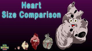 Human Body Size Comparison Heart Size Comparison screenshot 5