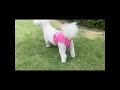 犬 サニタリーパンツ マナーパンツ 女の子 　nk-m8