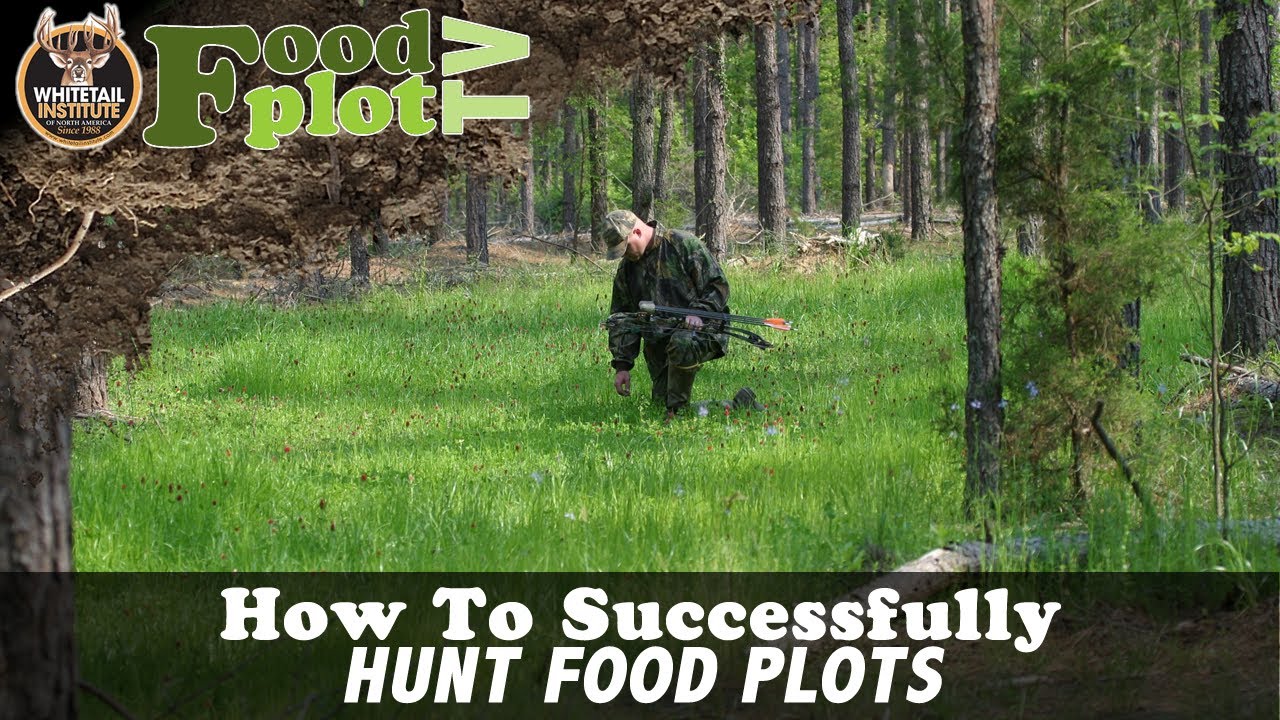 How To Successfully Hunt Food Plots YouTube