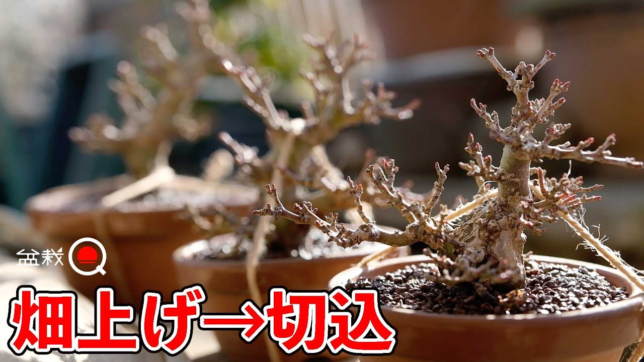 畑の真柏やモミジを初心者が掘ってみた【盆栽Q】